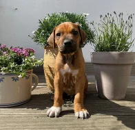 ŠTĚŇÁTKO RHODESKÉHO RIDGEBACKA