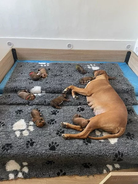 ŠTĚŇÁTKO RHODESKÉHO RIDGEBACKA