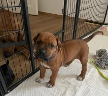 ŠTĚŇÁTKO RHODESKÉHO RIDGEBACKA