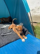 ŠTĚŇÁTKO RHODESKÉHO RIDGEBACKA