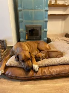 ŠTĚŇÁTKO RHODESKÉHO RIDGEBACKA