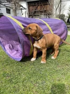 ŠTĚŇÁTKO RHODESKÉHO RIDGEBACKA