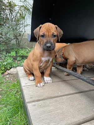 ŠTĚŇÁTKO RHODESKÉHO RIDGEBACKA