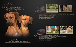 ŠTĚŇÁTKO RHODESKÉHO RIDGEBACKA
