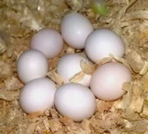 prodáváme mnoho druhů papoušků a jejich vajec.