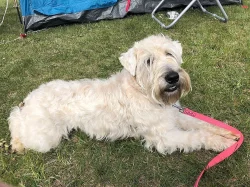 Pšeničný teriér - Irish Soft Coated Wheaten Terrier