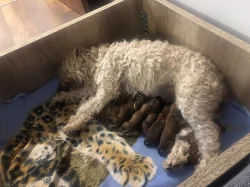 Pšeničný teriér - Irish Soft Coated Wheaten Terrier