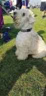 Pšeničný teriér - Irish Soft Coated Wheaten Terrier