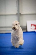 Pšeničný teriér - Irish Soft Coated Wheaten Terrier
