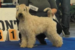 Pšeničný teriér - Irish Soft Coated Wheaten Terrier