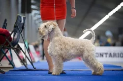 Pšeničný teriér - Irish Soft Coated Wheaten Terrier