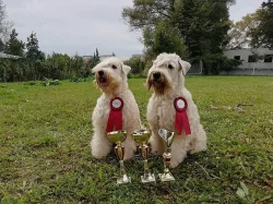 Pšeničný teriér - Irish Soft Coated Wheaten Terrier