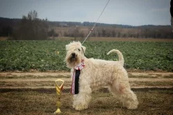 Pšeničný teriér - Irish Soft Coated Wheaten Terrier