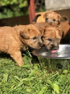 Pšeničný teriér - Irish Soft Coated Wheaten Terrier