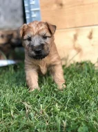 Pšeničný teriér - Irish Soft Coated Wheaten Terrier