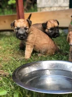 Pšeničný teriér - Irish Soft Coated Wheaten Terrier