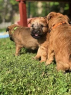 Pšeničný teriér - Irish Soft Coated Wheaten Terrier