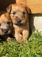 Pšeničný teriér - Irish Soft Coated Wheaten Terrier