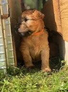 Pšeničný teriér - Irish Soft Coated Wheaten Terrier