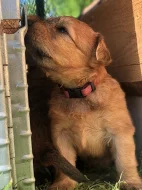 Pšeničný teriér - Irish Soft Coated Wheaten Terrier