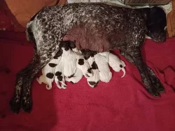 Německý krátkosrstý ohař - štěňata s PP