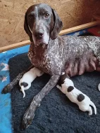 Německý krátkosrstý ohař - štěňata s PP