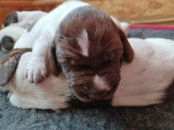 Německý krátkosrstý ohař - štěňata s PP