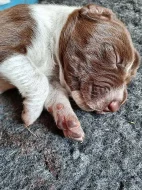 Německý krátkosrstý ohař - štěňata s PP