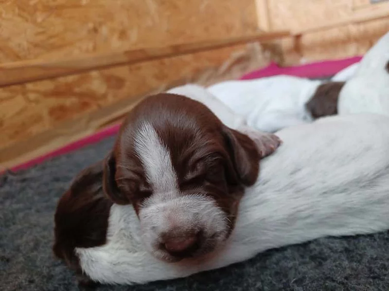 Německý krátkosrstý ohař - štěňata s PP