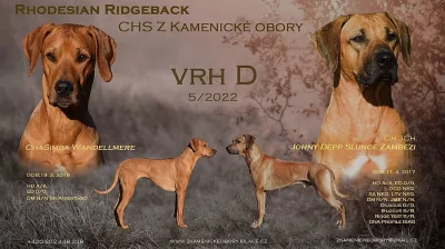 Rhodéský ridgeback - štěňata s PP
