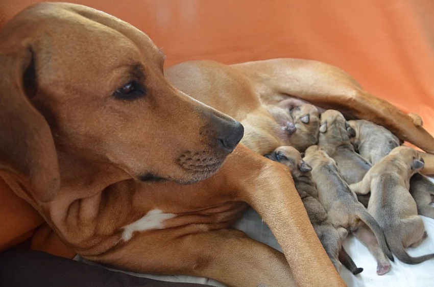 Rhodéský ridgeback - štěňata s PP