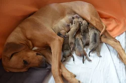 Rhodéský ridgeback - štěňata s PP