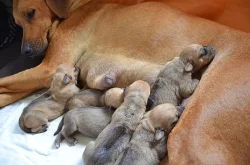 Rhodéský ridgeback - štěňata s PP
