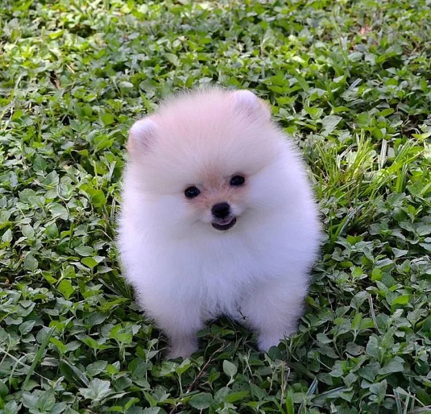 Úžasná pomeranianská štěňata