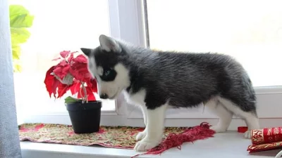Doma vycvičená štěňata sibiřského husky