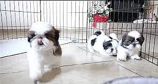 Dobře vypadající štěňata Shih Tzu
