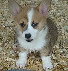 Sladká štěňata Welsh Pembroke Corgi