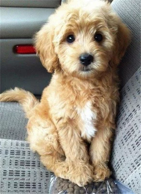 Vynikající dvě štěňata labradoodle