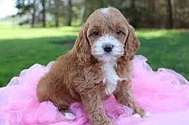 Krásná štěňata Cockapoo pro nové domovy