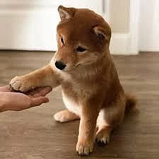Okouzlující štěňata Shiba Inu na prodej