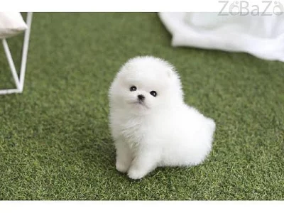 Milující štěňata Pomeranian Teacup
