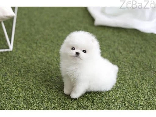 Milující štěňata Pomeranian Teacup