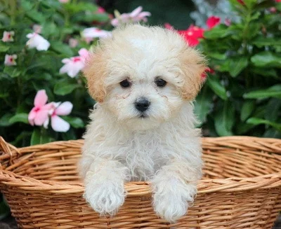 Roztomilá a milá štěňata Maltipoo na prodej