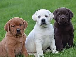 Nádherná štěňata labradorského retrívra