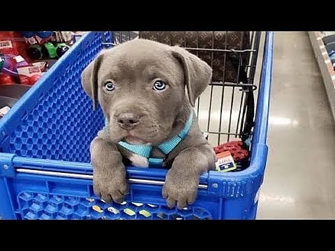 Krásná štěňata pitbulla pro dobrý dům