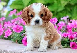 Ohromující štěňata Kavalíra King Charles Spaniel