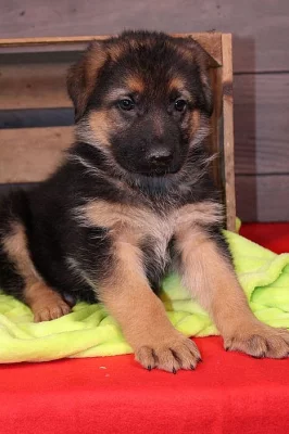 Překrásná štěňata německého ovčáka