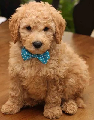 Kvalitní inteligentní Goldendoodle pro návrat domů