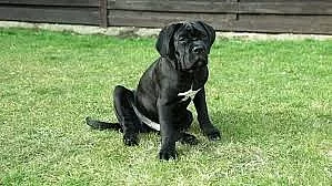 Milující štěňata Cane Corso pro návrat do domova