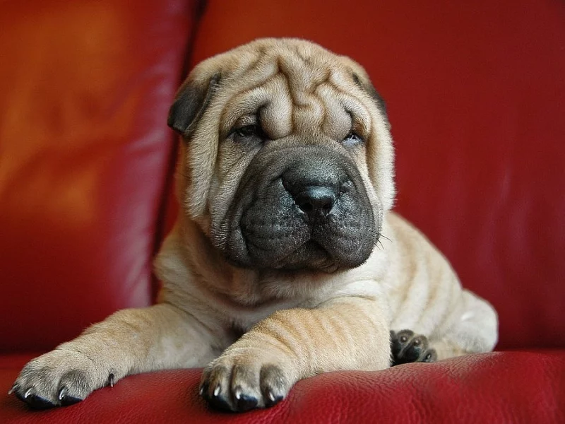 Sladká čínská štěňata Shar-pei na prodej